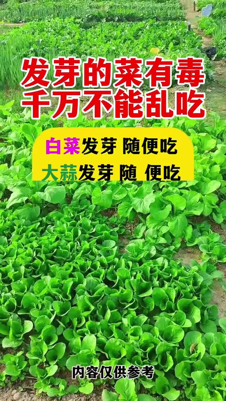发芽的菜有毒千万不能乱吃