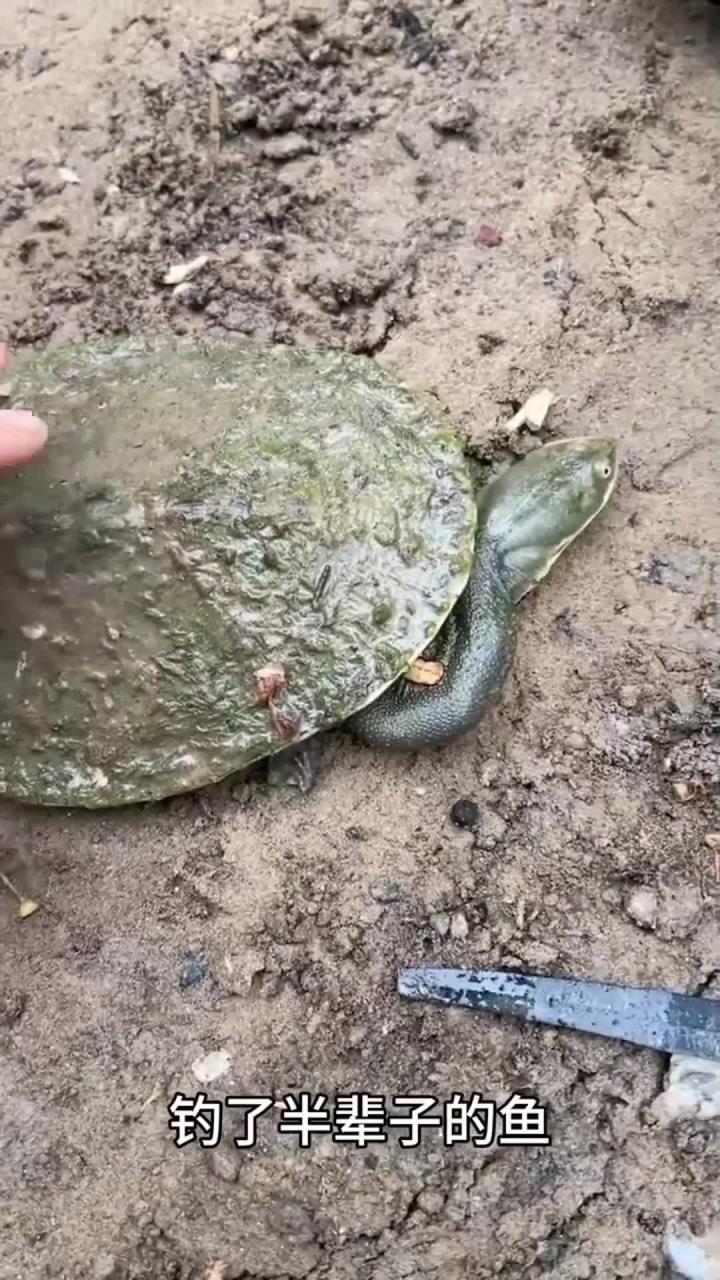 看着这个奇特的甲鱼，也不知道是什么品种呀