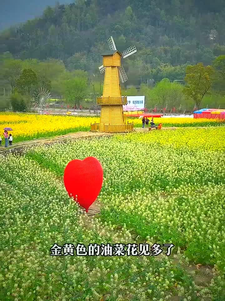 平阳七彩油菜花田，你见过吗