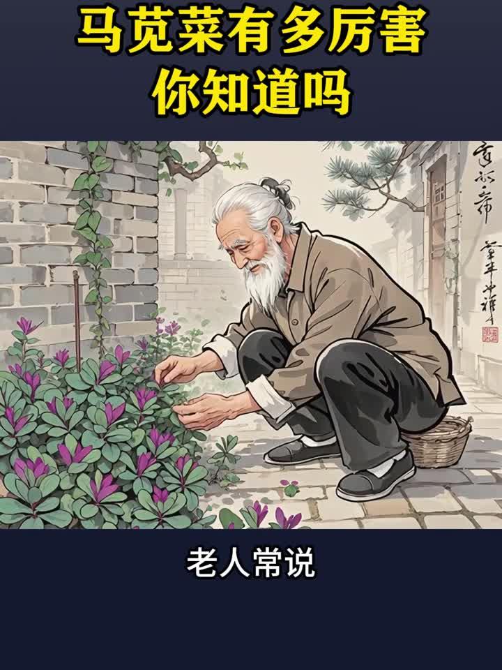 夏天常见的野菜马齿菜,又叫马齿苋、五行菜