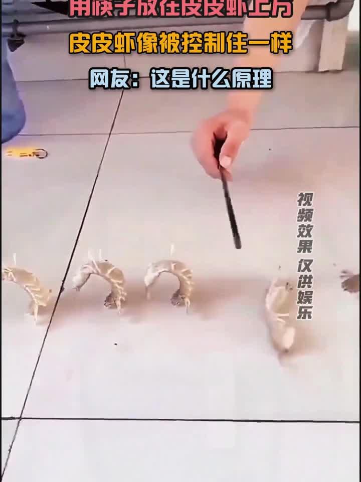筷子放在皮皮虾上方,皮皮虾像被控制住一样,网友:这是什么原理