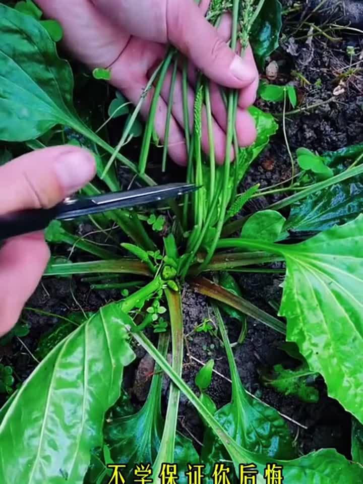 车前草太好了,这样搭配,身体好,养生活,老祖宗的土方法