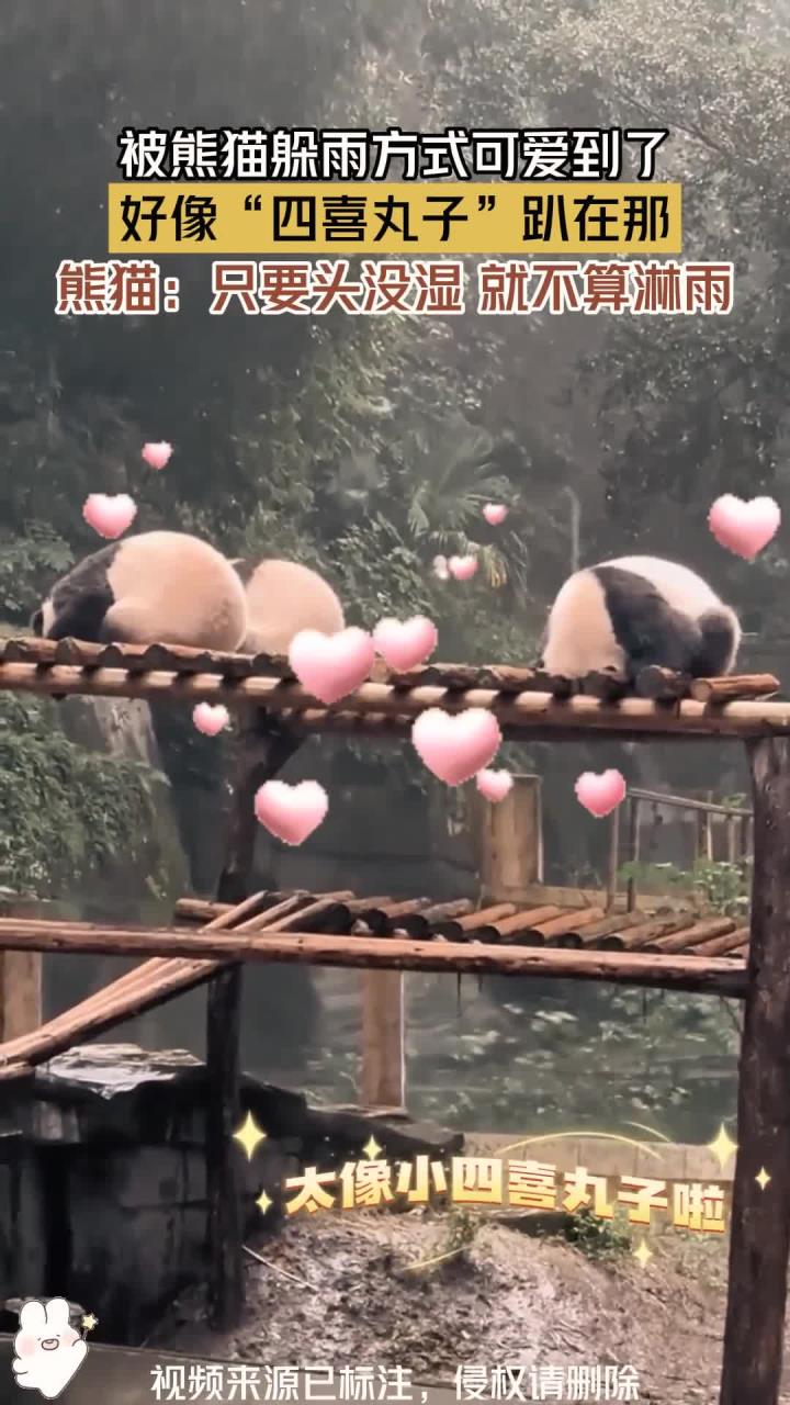 被熊猫躲雨方式可爱到了 好像“四喜丸子”趴在那 熊猫：只要头没湿 就不算淋雨