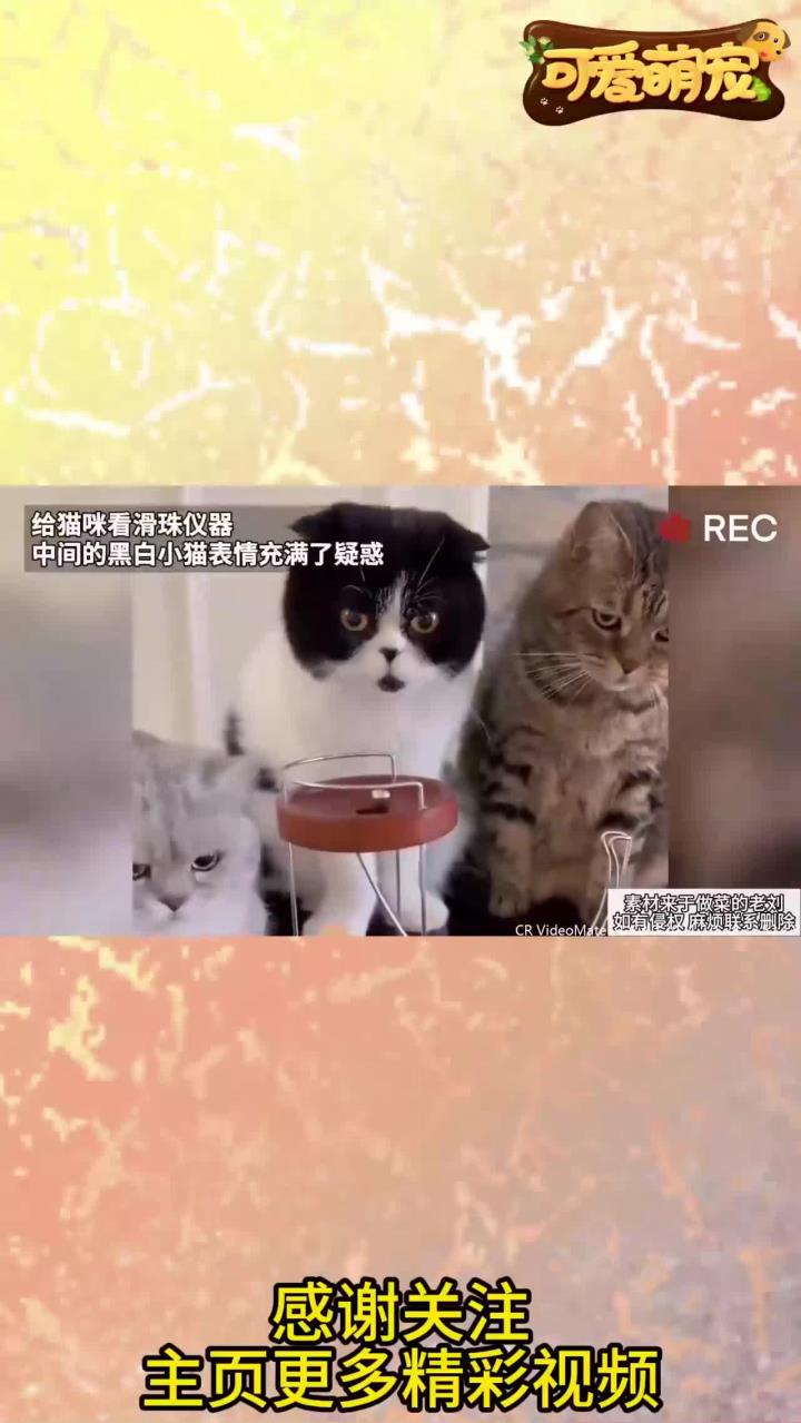 给猫咪看滑珠仪器，中间的黑白小猫表情充满了疑惑