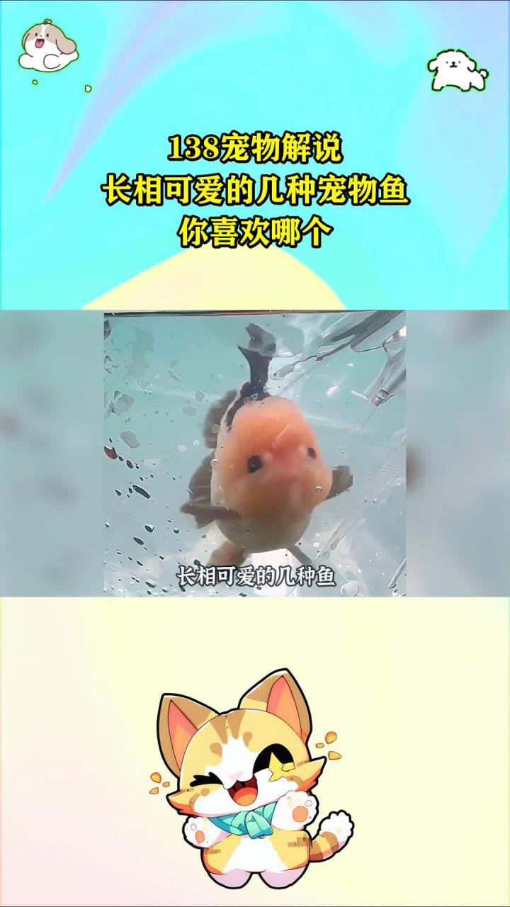 138宠物解说：长相可爱的几种宠物鱼，你喜欢哪个？