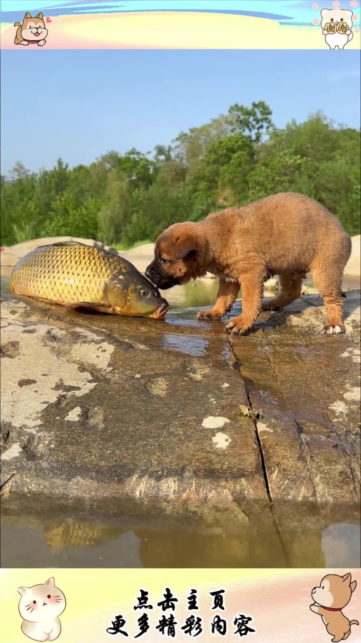 狗狗拥抱鱼