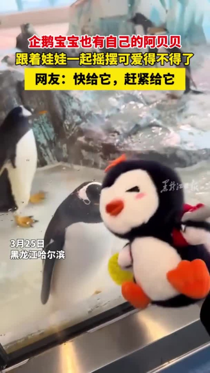 企鹅宝宝也有自己的阿贝贝,跟着娃娃一起摇摆可爱得不得了