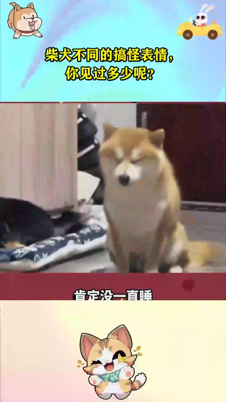 柴犬不同的搞怪表情，你见过多少呢？