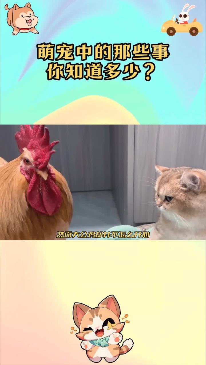 一群可爱的小鸡仔，却围着猫咪团团转，大公鸡表情让人哭笑不得
