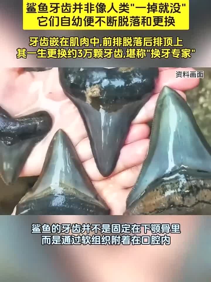 称霸海洋4亿年,终身“以牙还牙”!鲨鱼的牙齿究竟有什么秘密?