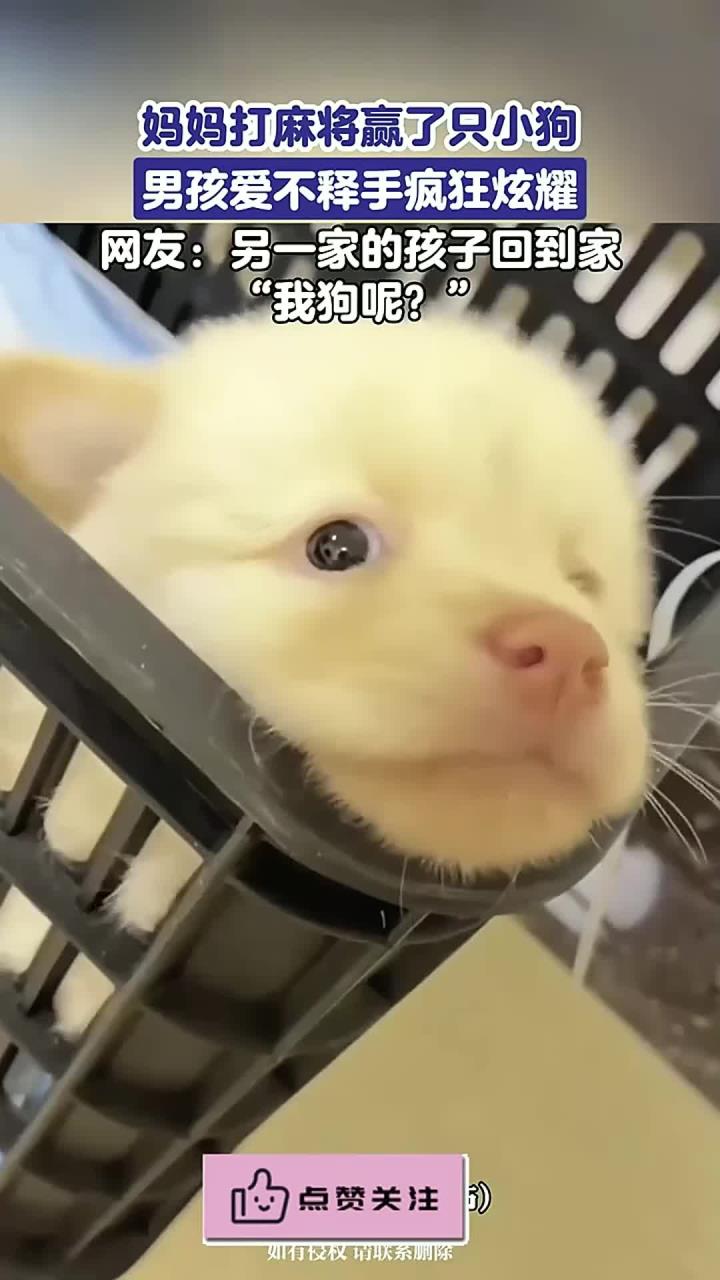 妈妈打麻将赢了只小狗,男孩爱不释手疯狂炫耀