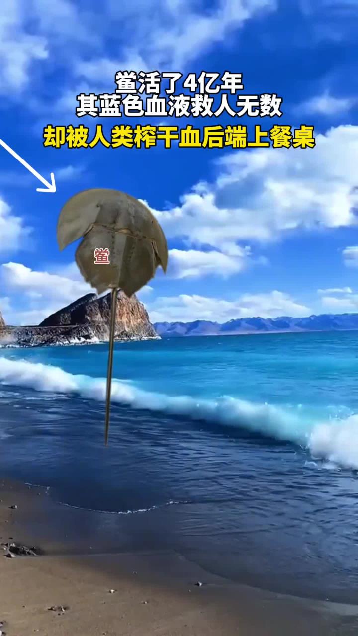 蓝色血液的远古生物鲎,逃过了自然选择却被吃成了保护动物