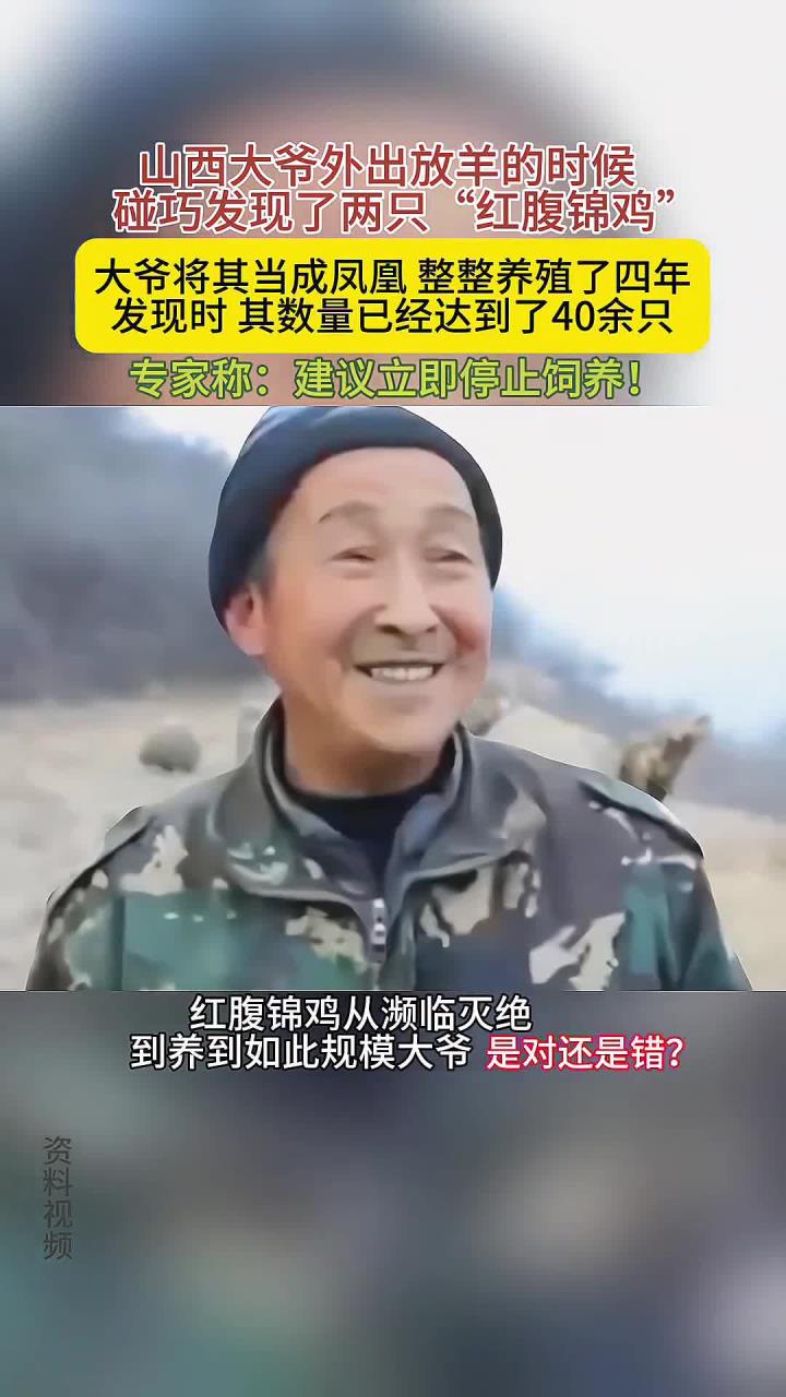 山西大爷错养红腹锦鸡，四年养成四十只，专家：立即停止养殖！