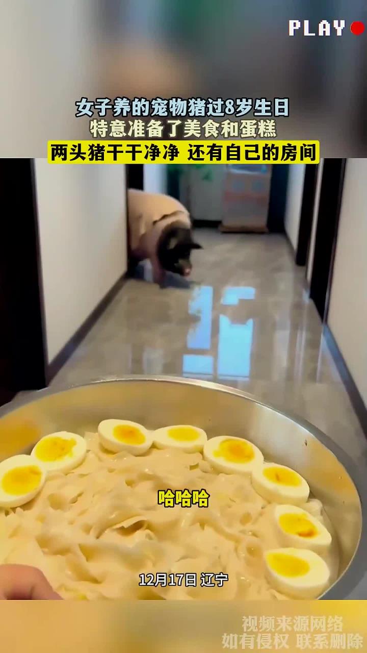 女子养的宠物猪过8岁生日,特意准备了美食和蛋糕