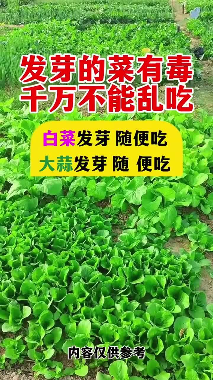 发芽的菜有毒千万不能乱吃