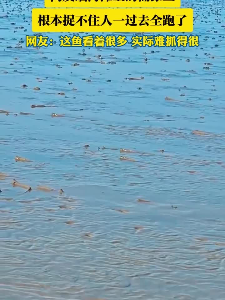 网友晒海滩上的糊涂鱼，根本捉不住人一过去全跑了