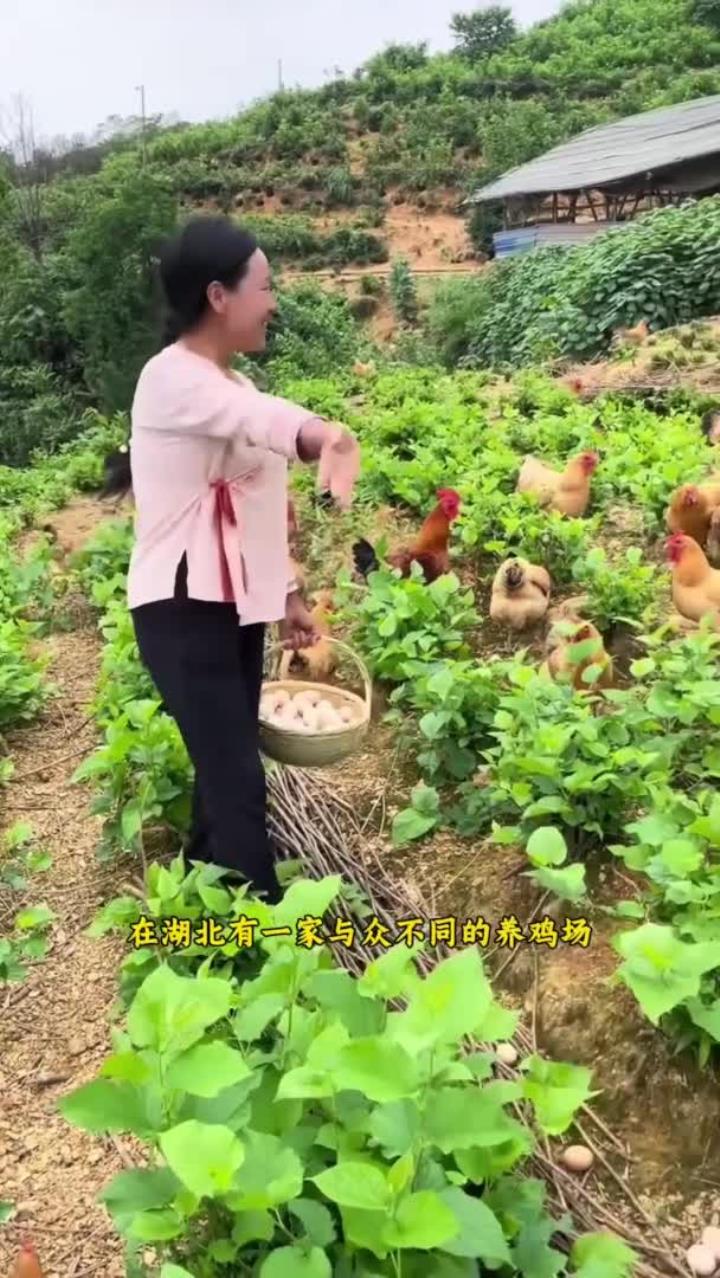 高山散养鸡,自然好蛋来