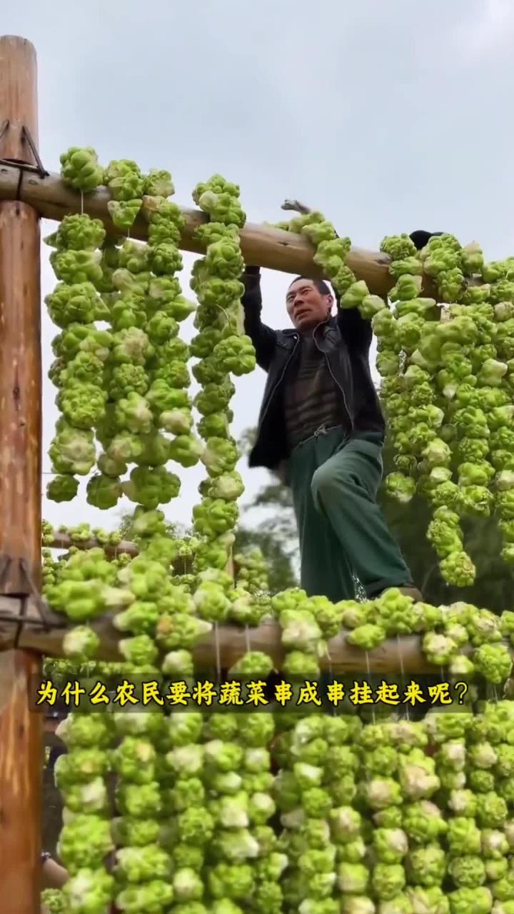 青菜头榨菜
