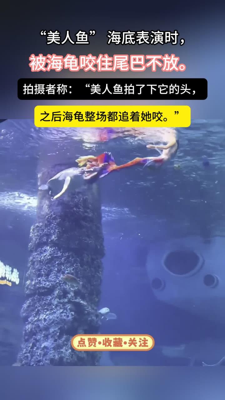 “美人鱼”在海底表演，被海龟咬住尾巴不松口