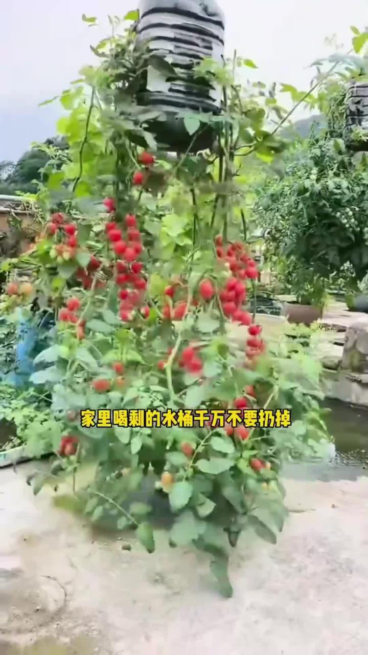 在家里可以这样用矿泉水瓶种菜