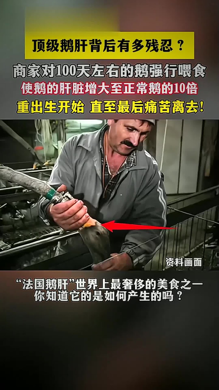 “顶级鹅肝”好吃吗？你知道背后有多残忍吗？