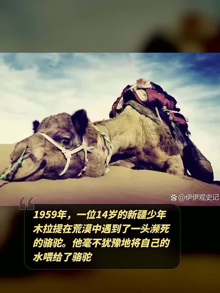 1959年,一位14岁的新疆少年木拉提在荒漠中遇到了一头濒死的骆驼