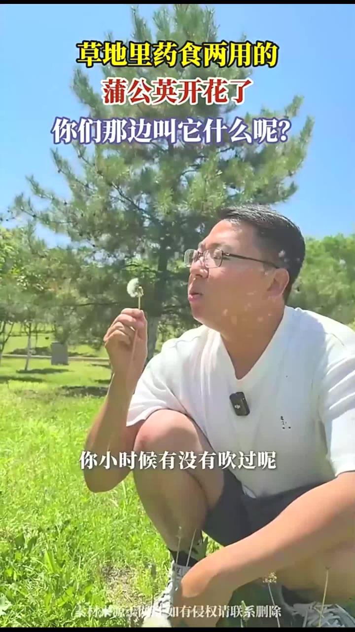 草地里药食两用的，蒲公英开花了，你们那边叫它什么呢？