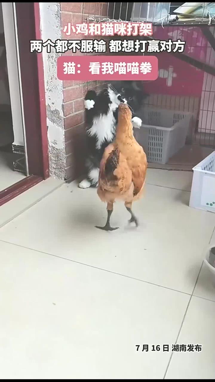 小鸡和猫咪打架,两个都不服输,都想打赢对方