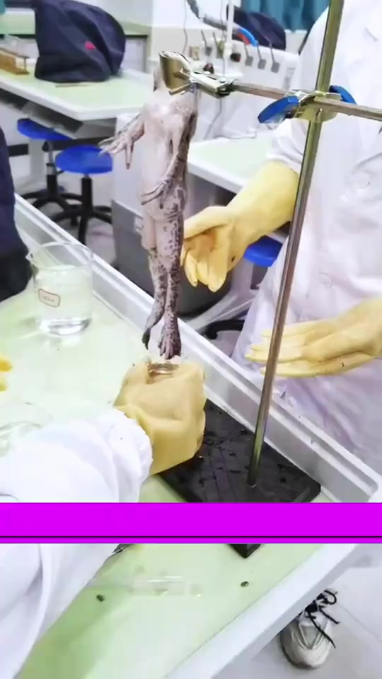 条件反射弧实验,青蛙还会敬礼!