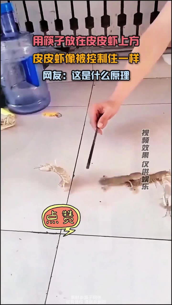 筷子放在皮皮虾上方,皮皮虾像被控制住一样,网友:这是什么原理