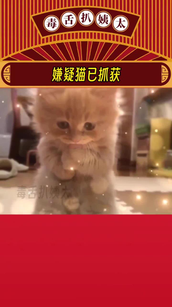 猫咪不系我鸭鸽鸽!