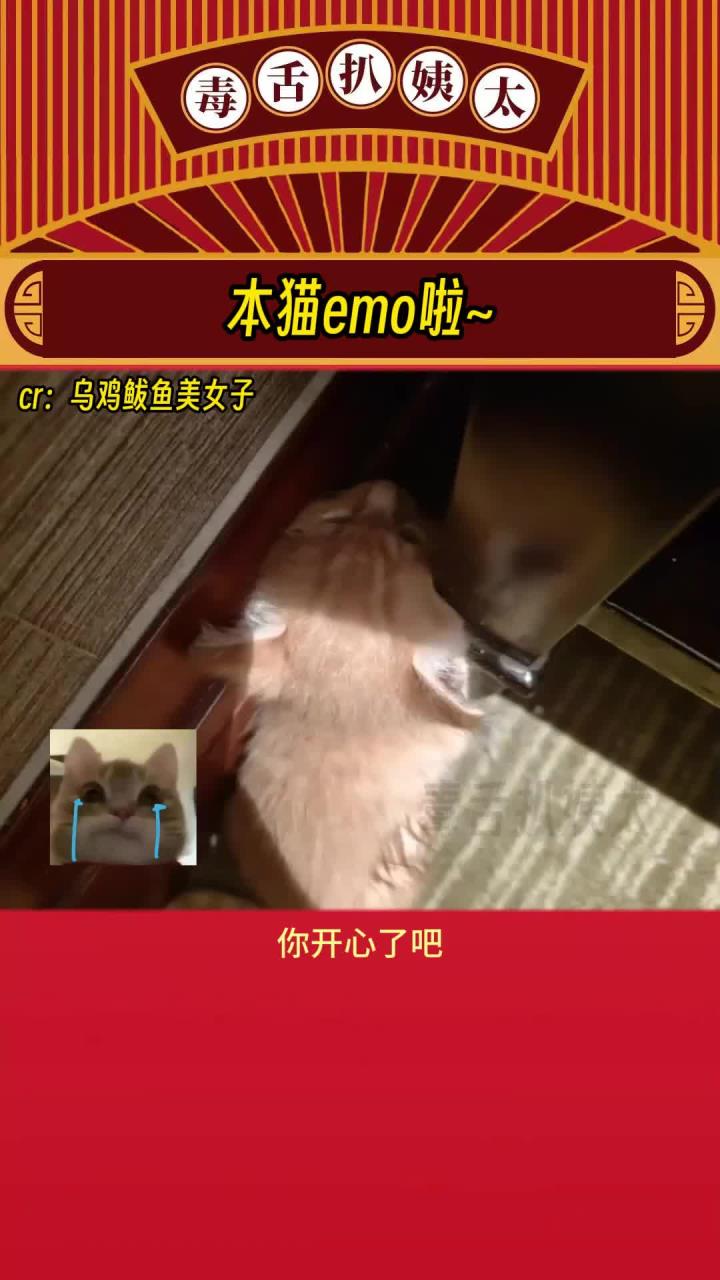 猫猫这下你满意了吗？