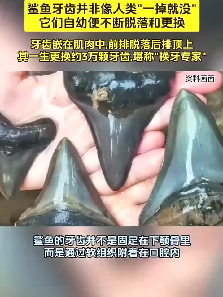 称霸海洋4亿年,终身“以牙还牙”!鲨鱼的牙齿究竟有什么秘密?