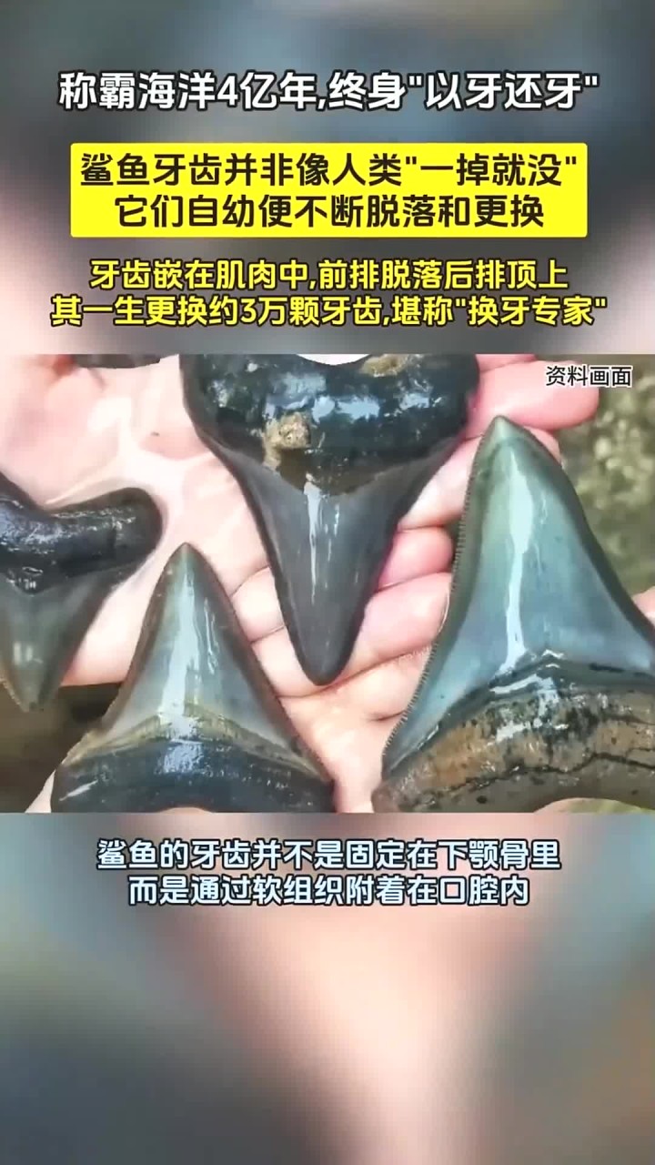 称霸海洋4亿年,终身“以牙还牙”!鲨鱼的牙齿究竟有什么秘密?