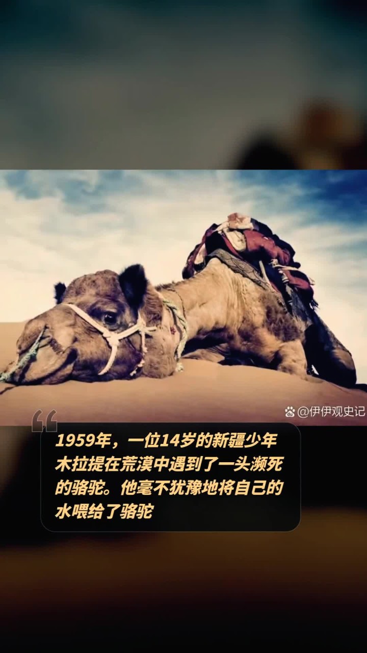 1959年,一位14岁的新疆少年木拉提在荒漠中遇到了一头濒死的骆驼