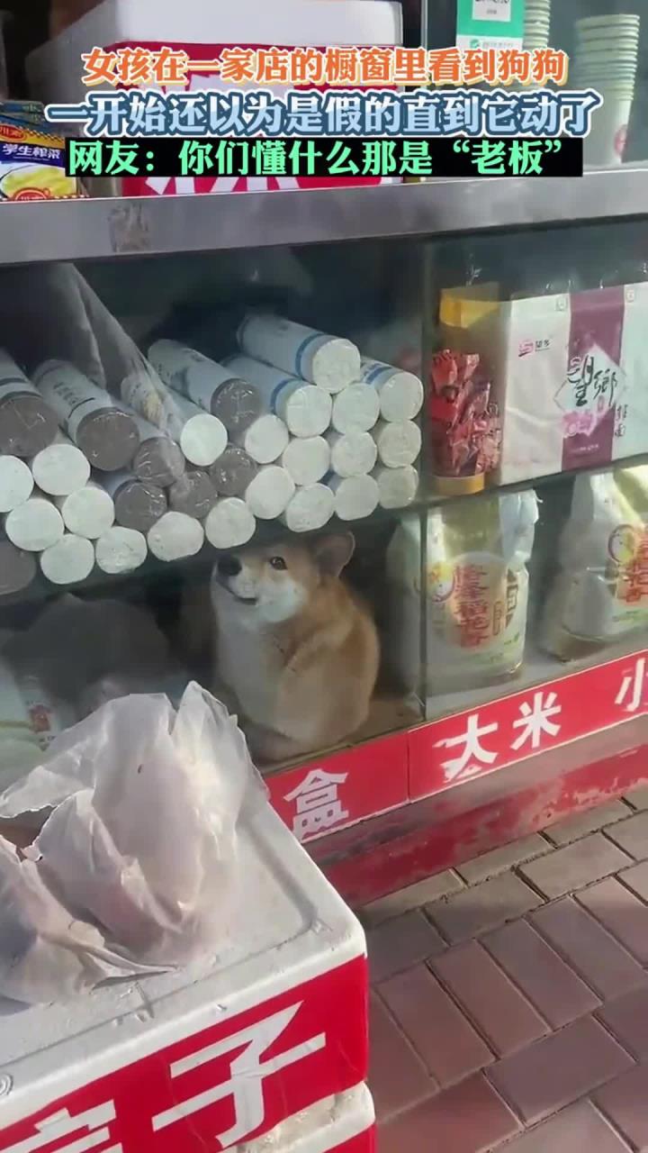 女孩在一家店的橱窗里看到狗狗 网友你们懂什么那是老板