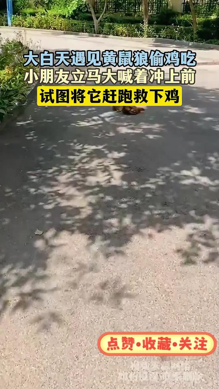 大白天遇见黄鼠狼偷鸡吃,小朋友立马大喊着冲上前