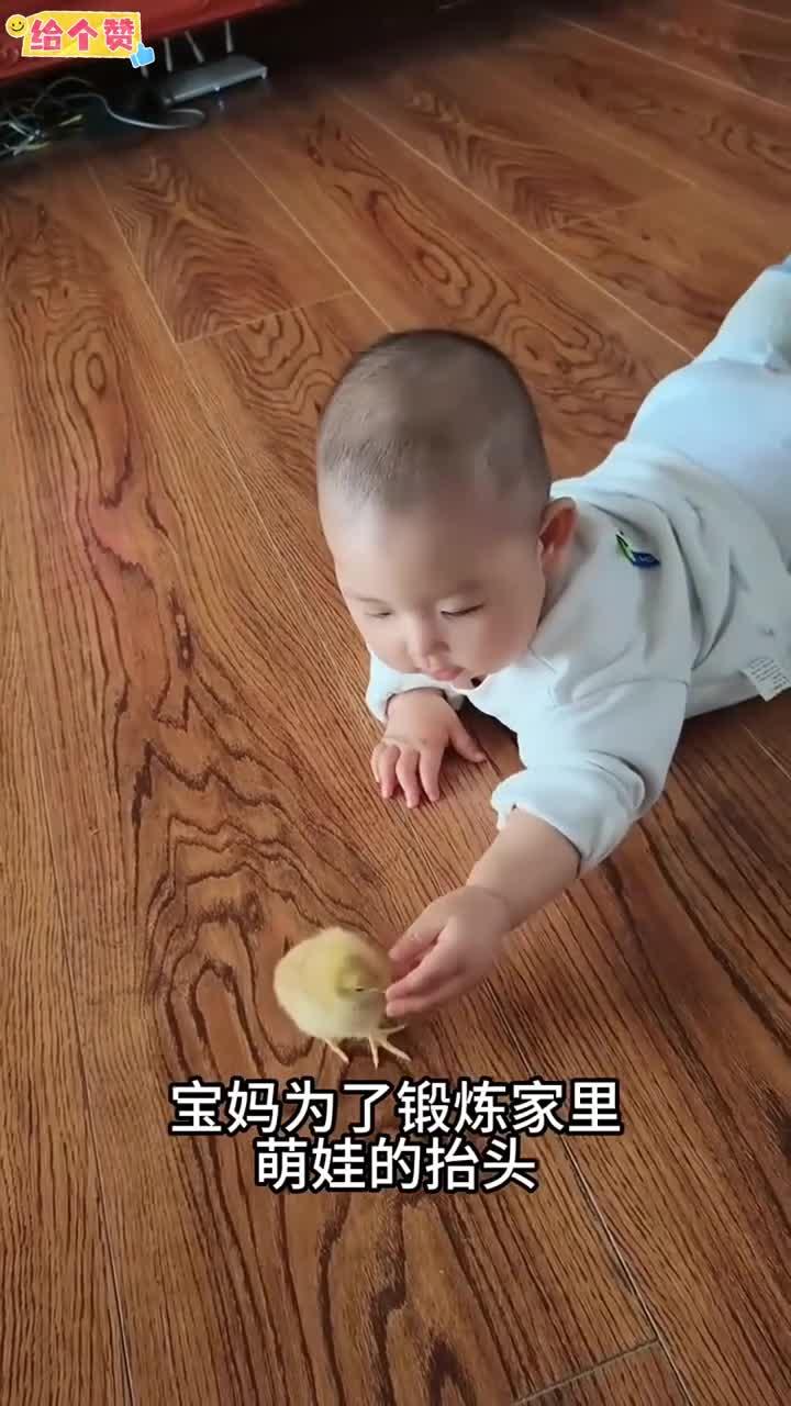 看着小鸡的样子 真是太可爱了