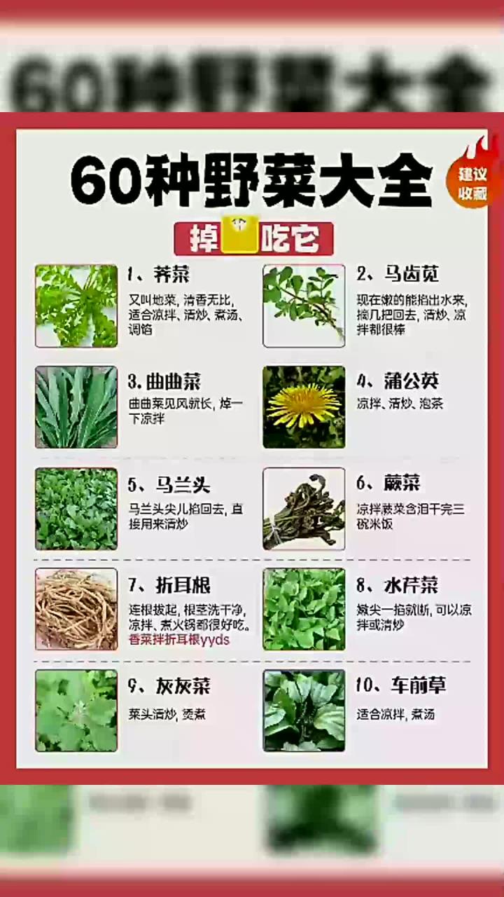 60种野菜大全,掉秤掉得快