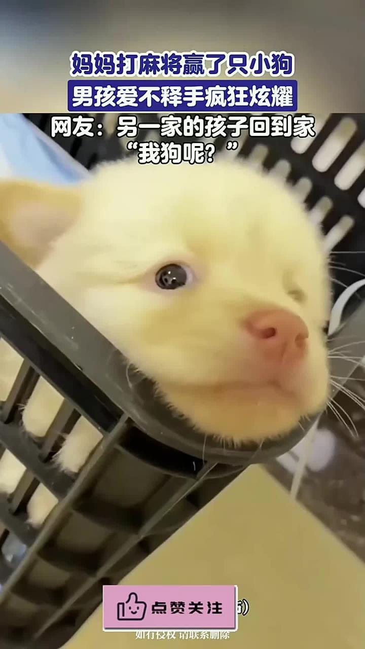 妈妈打麻将赢了只小狗,男孩爱不释手疯狂炫耀