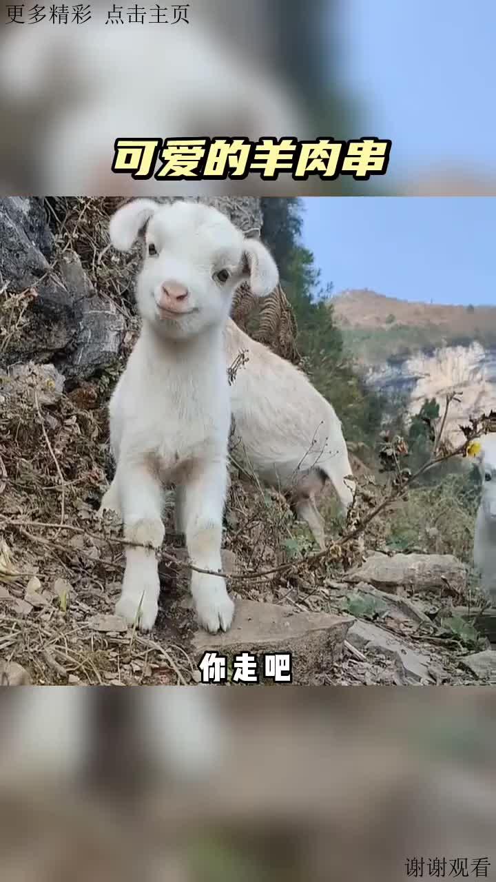 可爱的羊肉串