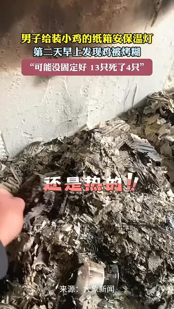 男子给装小鸡的纸箱安保温灯 第二天早上发现鸡被烤糊 “可能没固定好 13只死了4只”