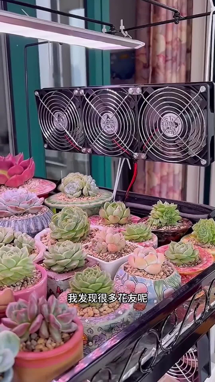 很多朋友喜欢水培的多肉，但是哪些多肉适合水培你们知道吗？