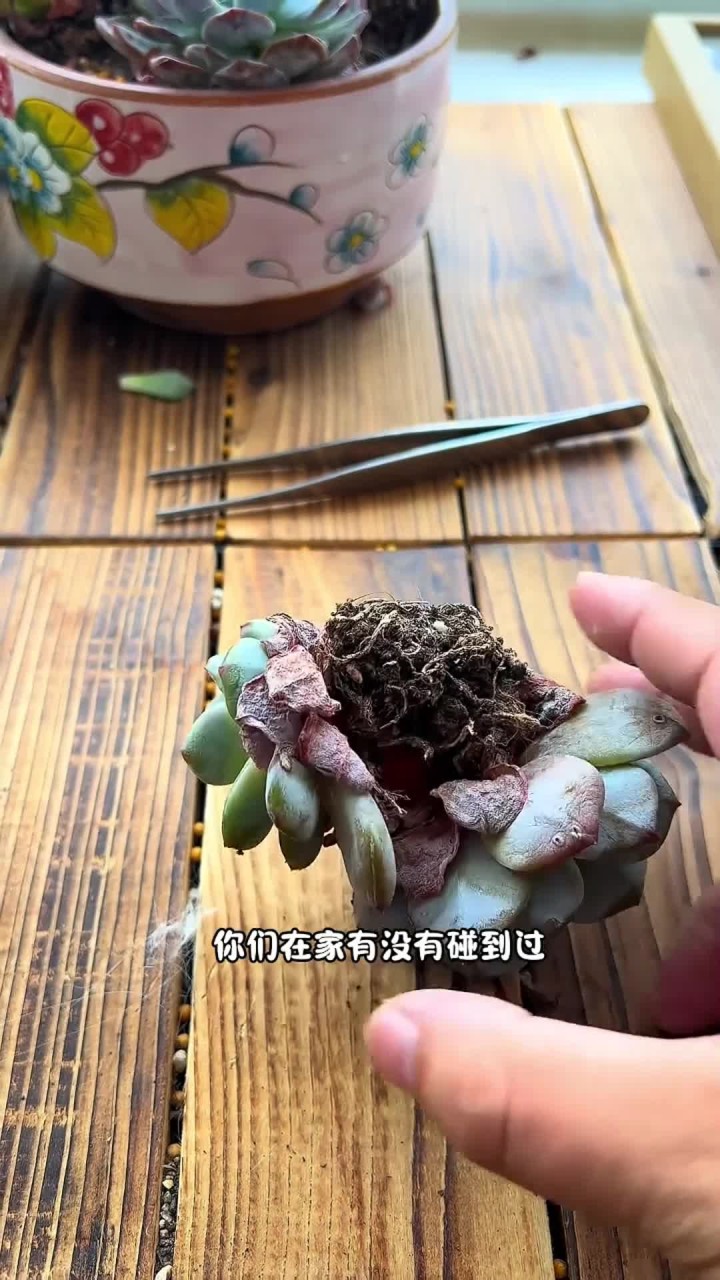 老桩多肉不发根的处理方法