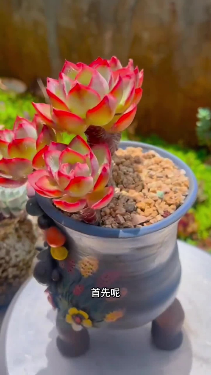 晒出你家的老桩多肉
