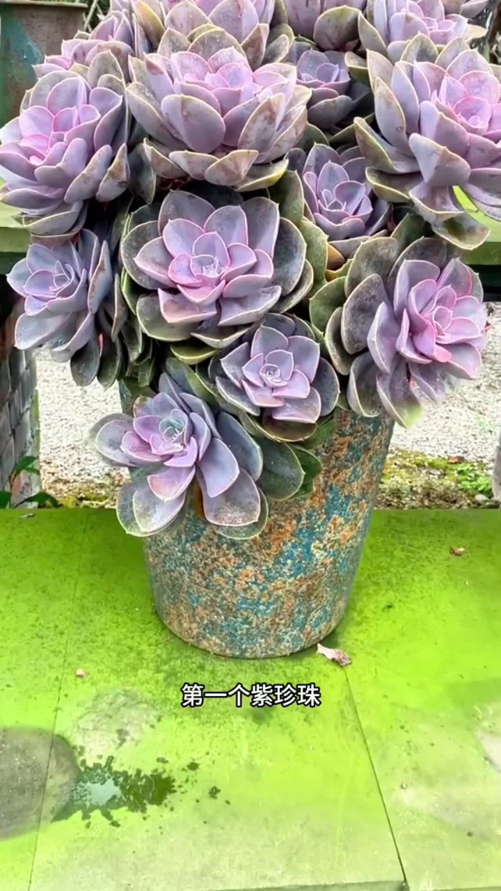 100种多肉一个视频放不下，这种类型的视频如果大家喜欢我会继续出