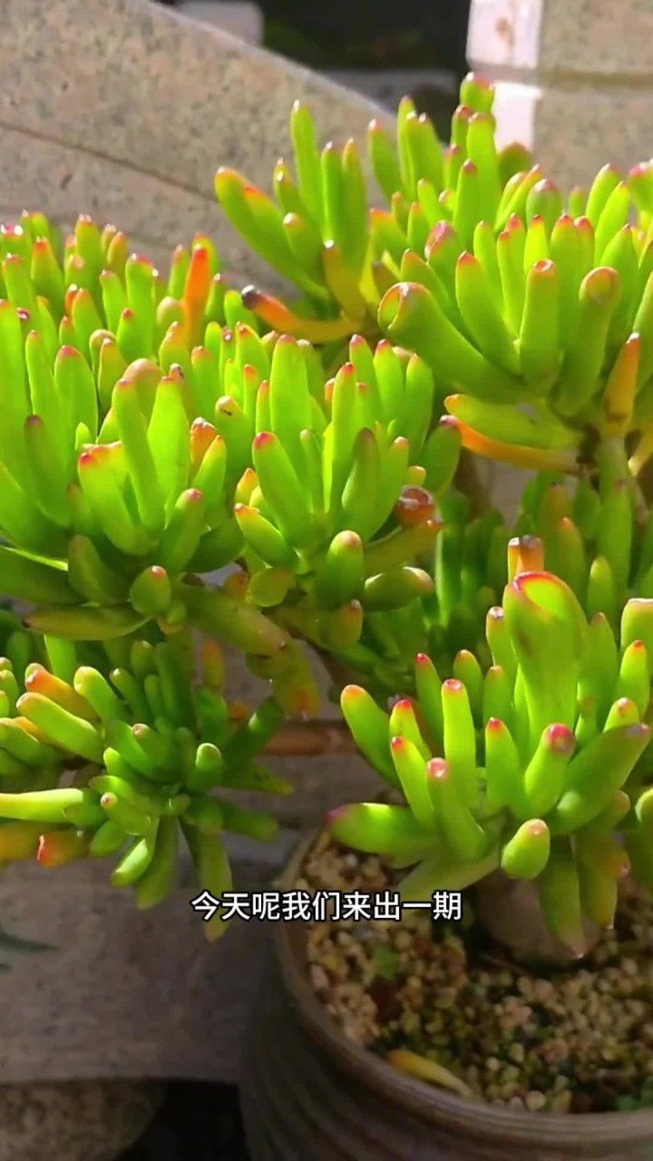 多肉吸财树的养护方法出来啦，大家还有什么不会养的多肉打在评论区