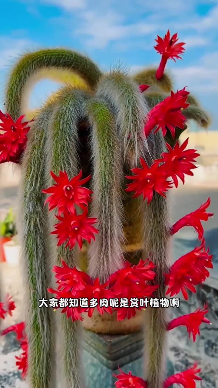 你还知道哪些开花好看的多肉