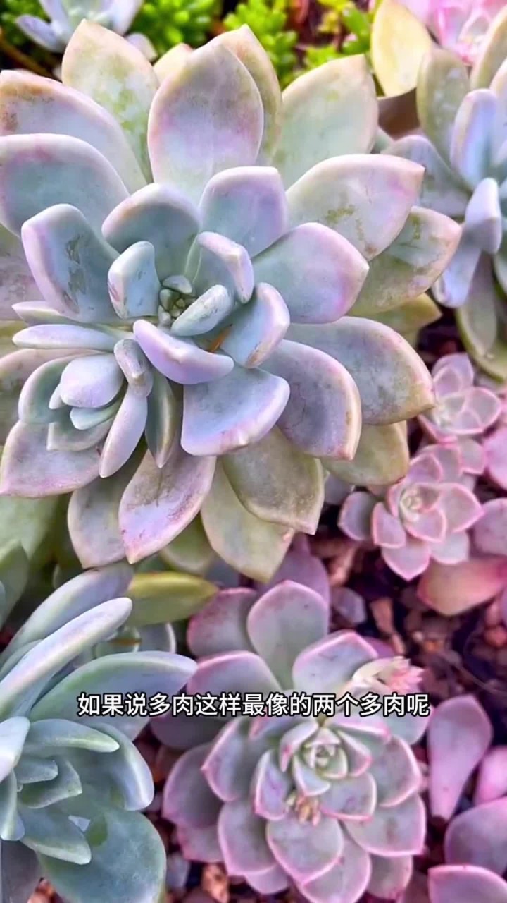 你还知道哪些多肉是分不清楚的?