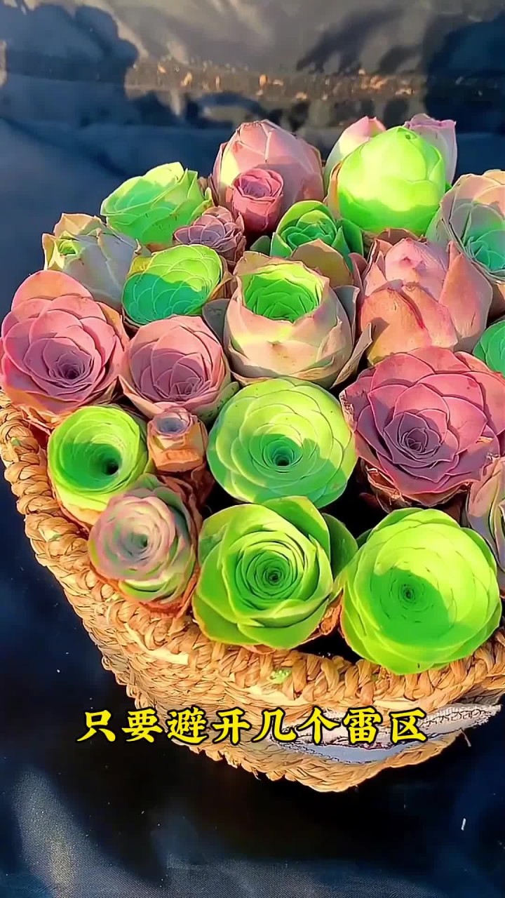 新手养护多肉，避开 3 个雷区